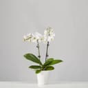 Small White Phalaenopsis Plant