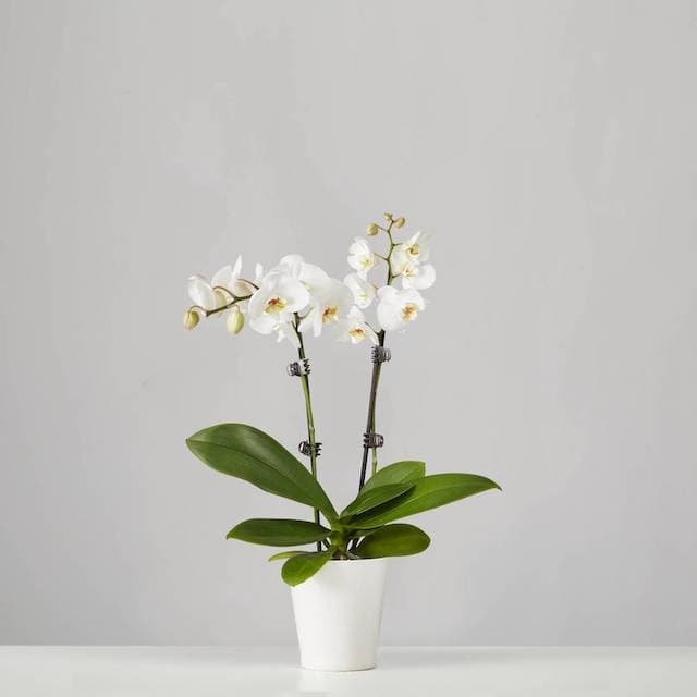 Small White Phalaenopsis Plant