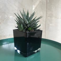 Haworthia Plant