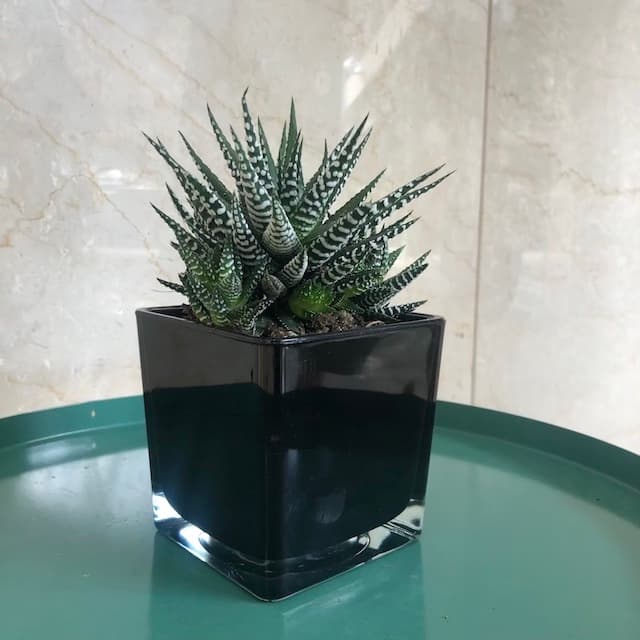 Haworthia Plant