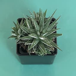 Haworthia Plant