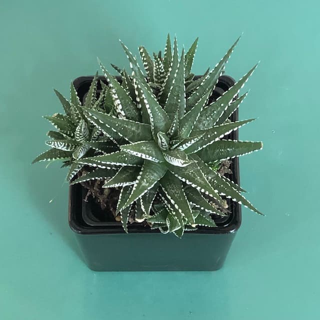 Haworthia Plant