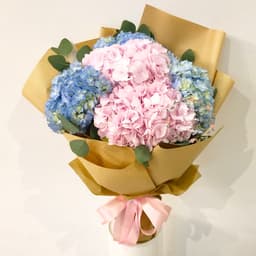 Hydrangea Blooms
