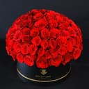 Amazing Red Roses