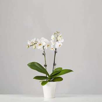 Small White Phalaenopsis Plant