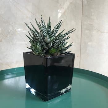 Haworthia Plant