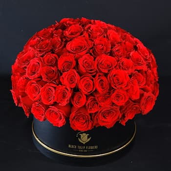 Amazing Red Roses