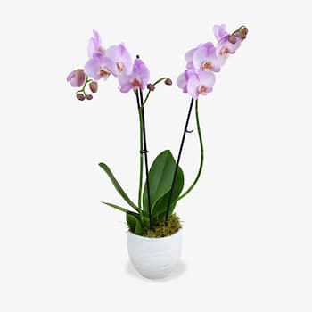 Pink Orchid Vase