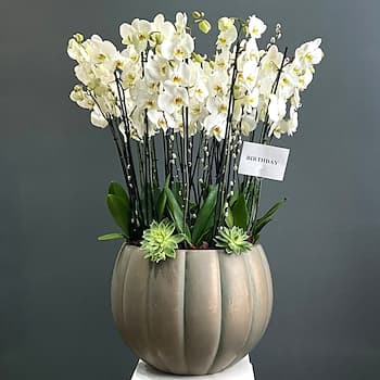 Symphony In White