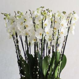 Flora White