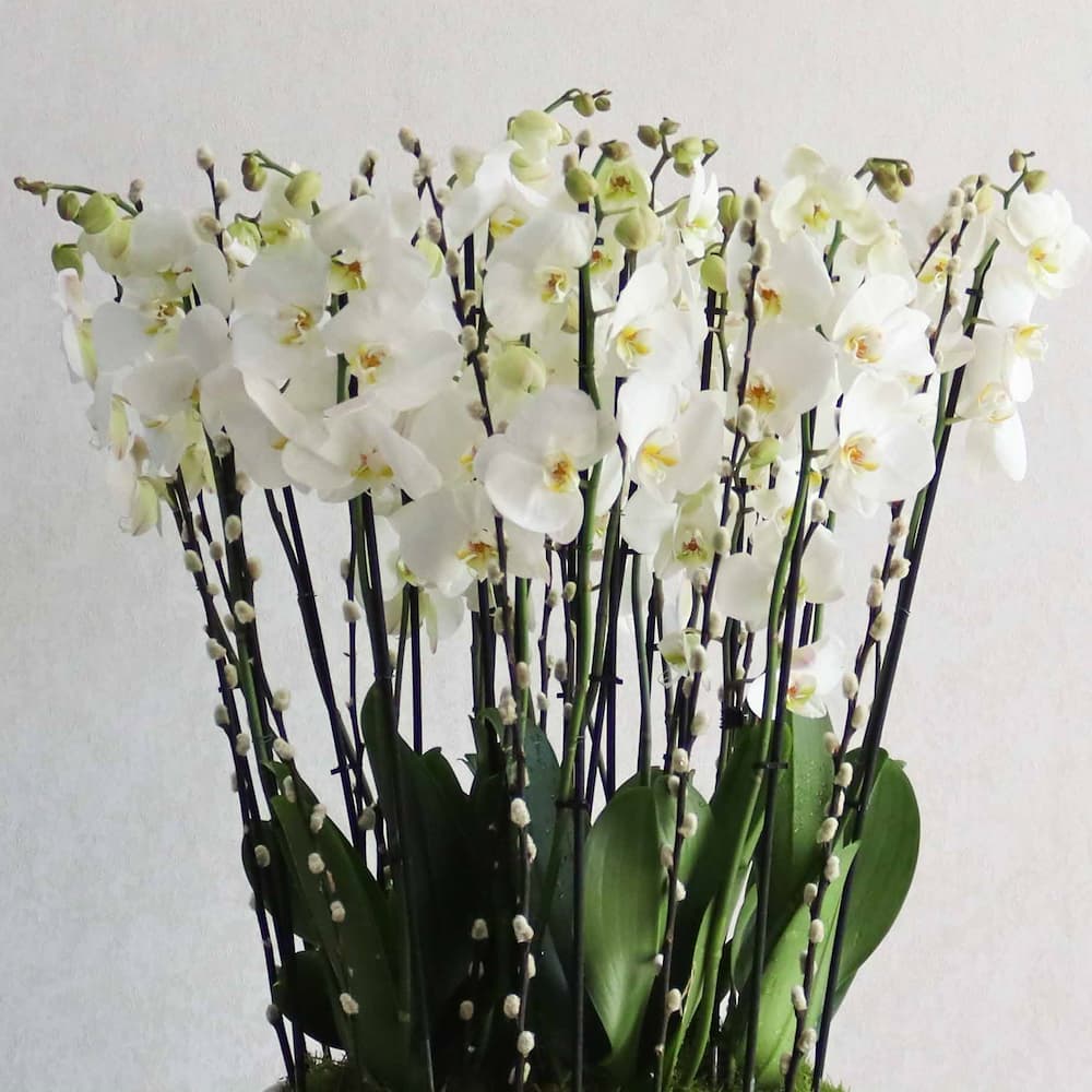 Flora White