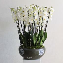 Flora White
