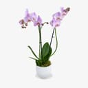 Pink Orchid Vase