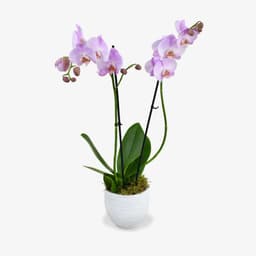Pink Orchid Vase
