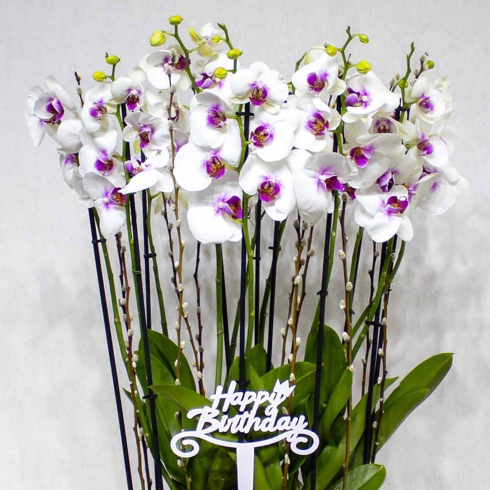 Red Lips Orchid