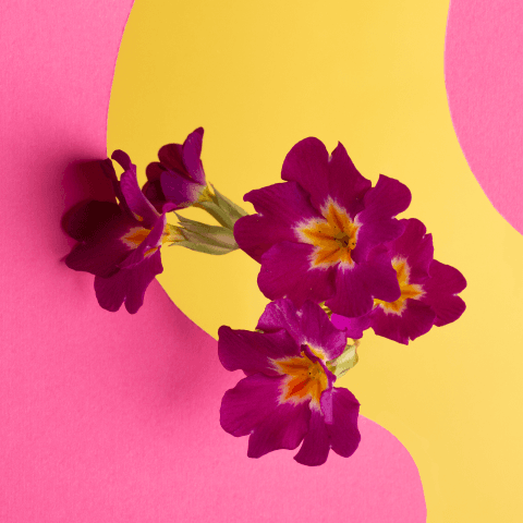 New on Bleems
